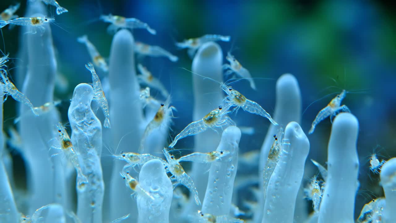 Ghost Shrimp Colony in an Aquarium