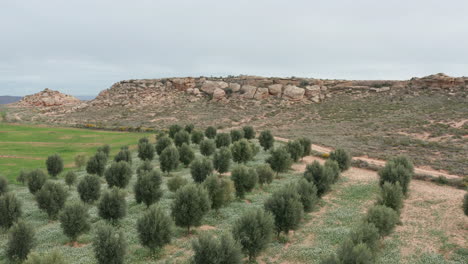 olive plantation and rocky landscape aerial shot spain cloudy day