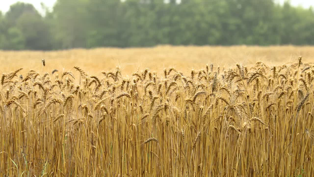панорамирование поля пшеницы в сельской местности в 4k