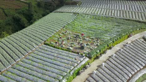 farmers are harvesting scallion on the terraced vegetable