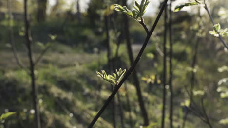 close rising shot of green leaves on thin branches in lush forest