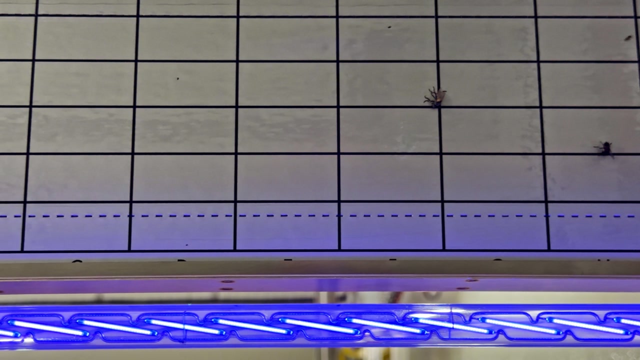 Insects trapped on grid panel above blue ultraviolet light fixture, slow pan left handheld