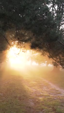 sunrise path through the foggy woods