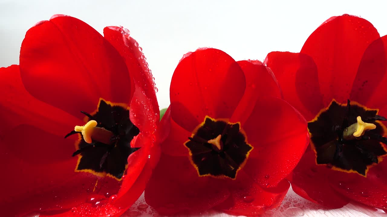 Riprese di tulipani in primo piano.