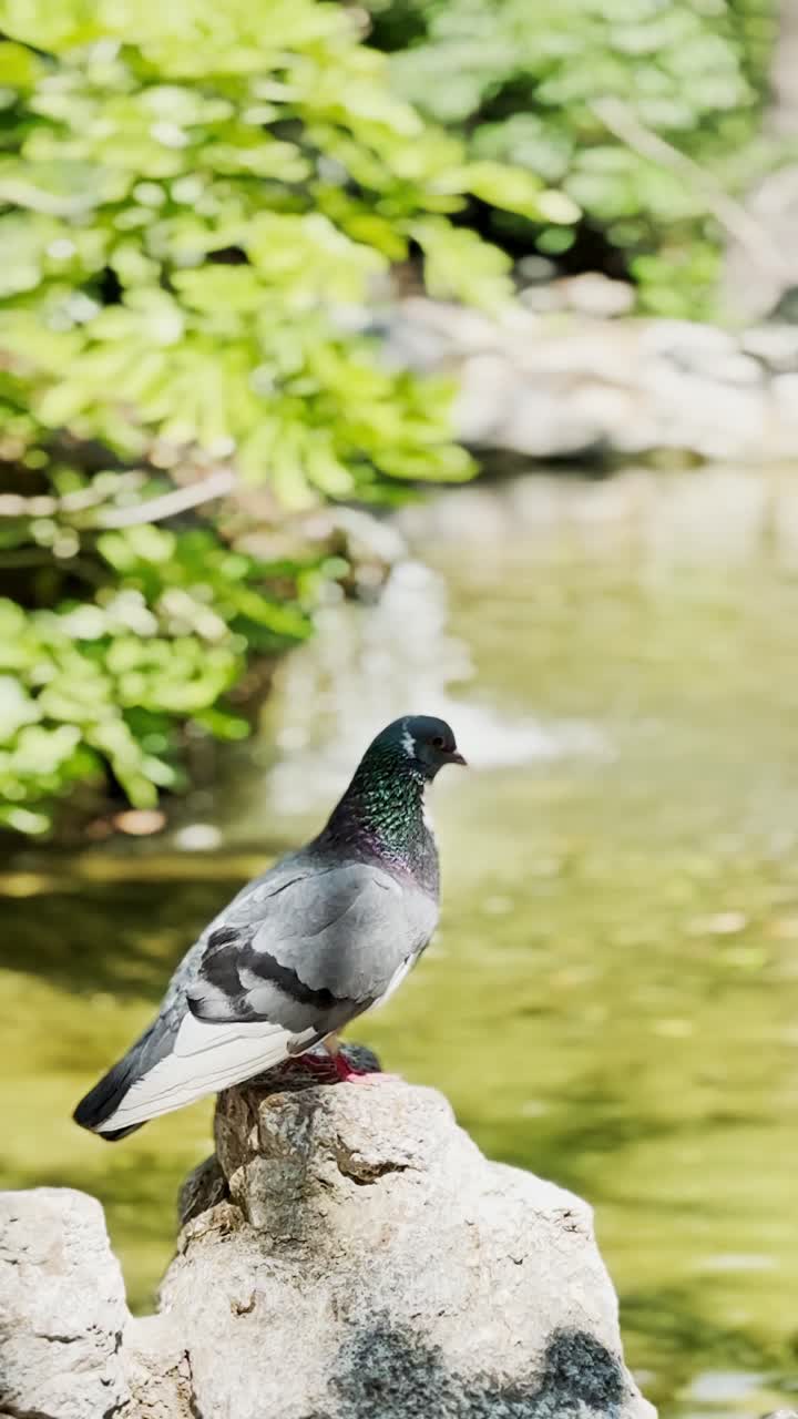 Pigeon Resting by a Pond with a Small Waterfall