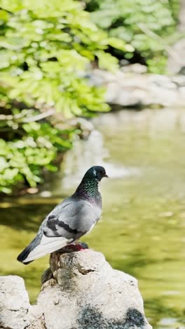 pigeon resting by a pond with a small waterfall