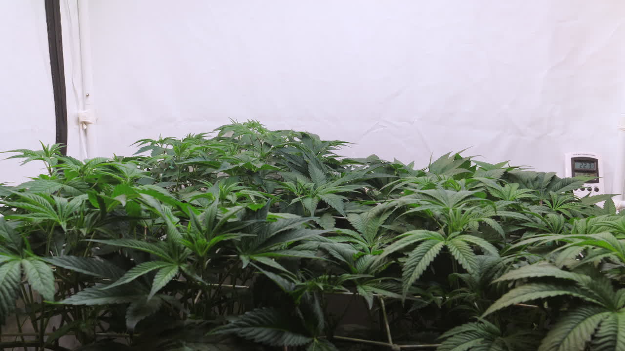 un disparo de una planta de cannabis que crece en una tienda de cultivo