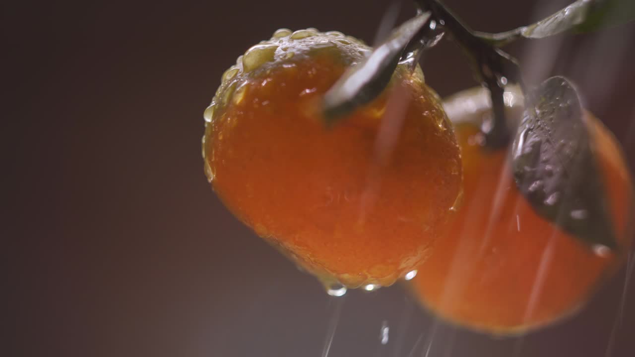 빛과 방울의 반이는 시트루스 과일