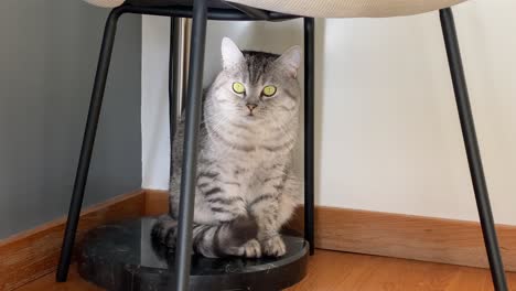 el gato escocés está mirando hacia la habitación desde debajo de la silla.