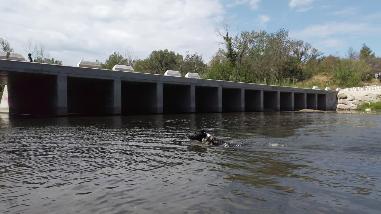 Panoramic, black and white dog swims playing at water river, jumping approaching to get a stick