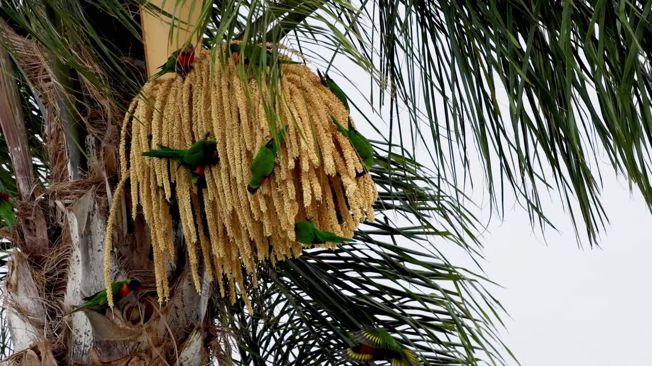 다채로운 로리케이트가 잎 사이를 먹고 있다