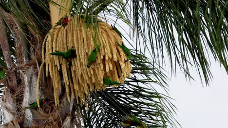 lorikeets coloridos comiendo entre las hojas de palma
