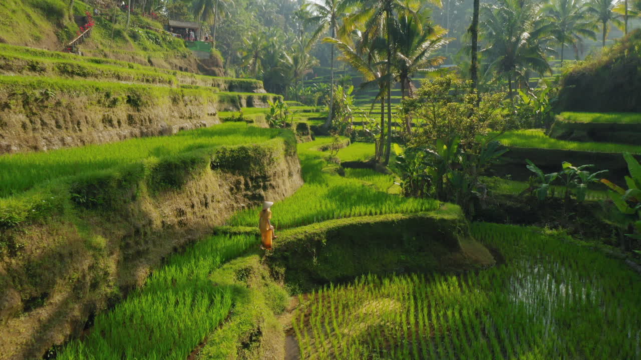 vista aérea mujer en un campo de arroz caminando en una exuberante terraza de arroz verde explorando viajar a través de bali indonesia descubrir asia