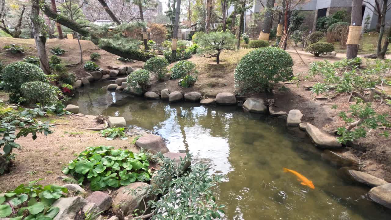 평화로운 코이 연못은 다른 계절을 거치며 변합니다.