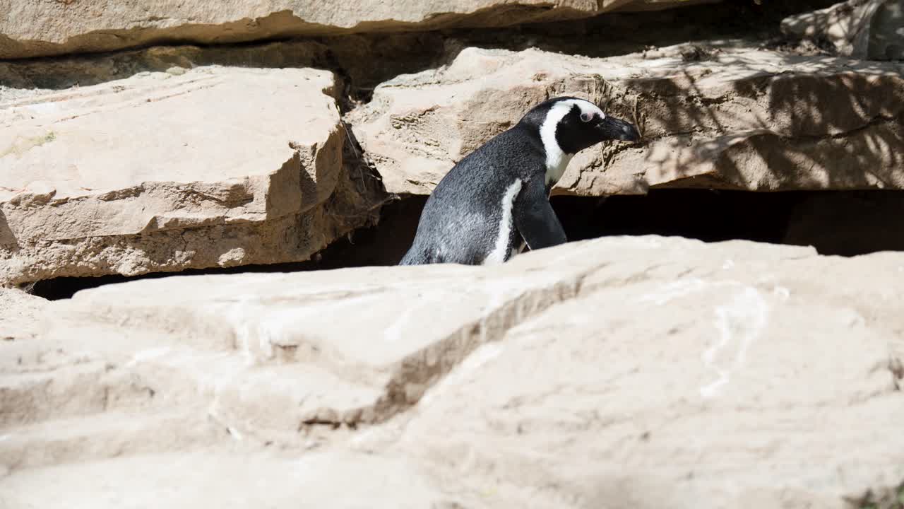 African penguin walks across sunlit rocks in outdoor zoo habitat, natural lighting, steady camera