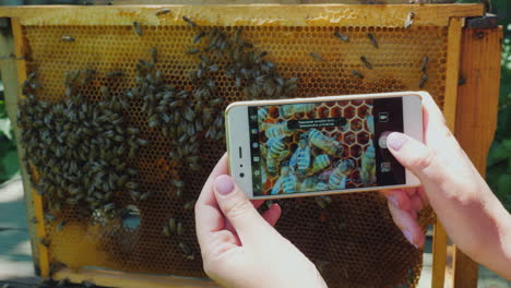 the beekeeper photographs a frame with bees working in the apiary