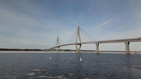 Common-swans-swimming-in-Ice-cold-water-at-Replot-Bridge-in-Finland