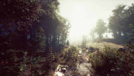 a misty forest path with sunlight streaming through the trees