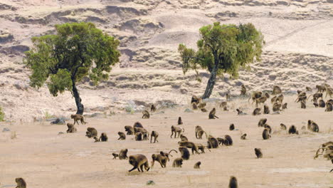 troop of gelada monkeys (theropithecus gelada) in simien mountains, ethiopia - wide shot