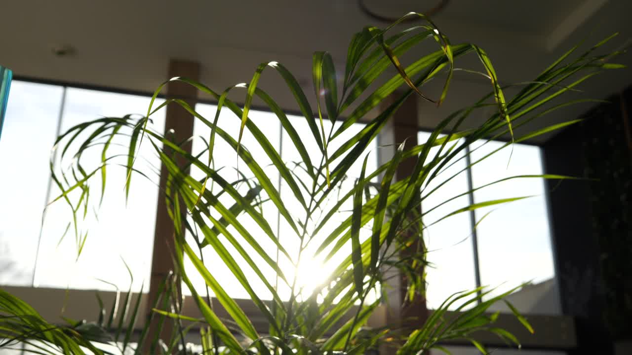 primer plano de los rayos de luz solar filtrándose a través de las hojas de palma en un corredor de un hotel