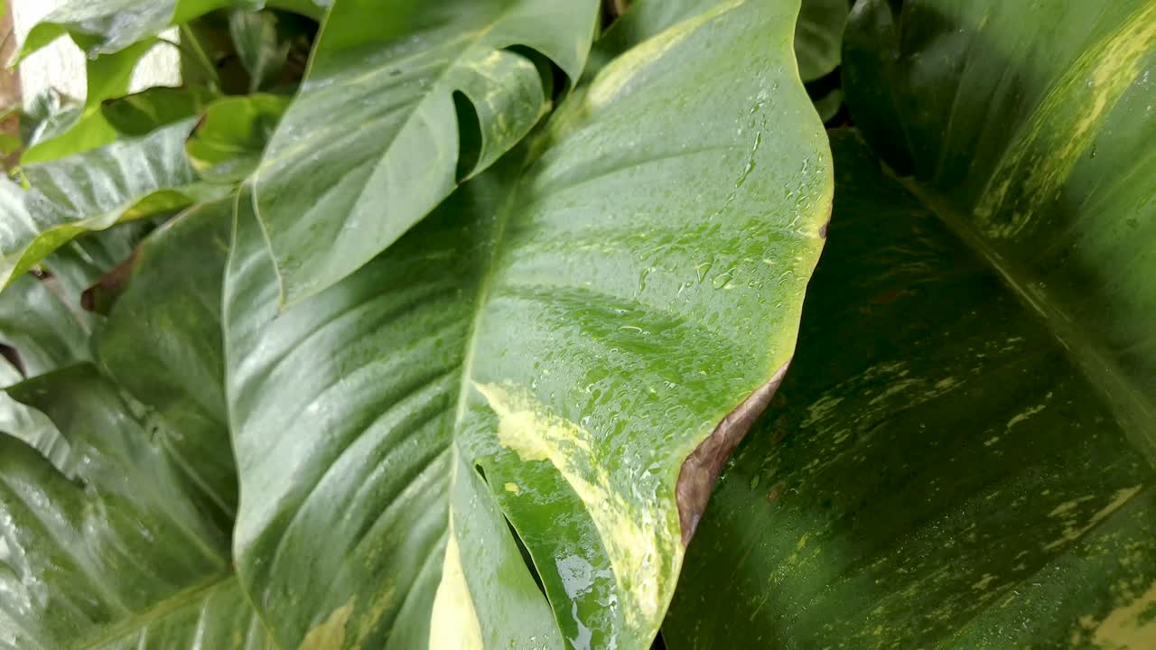 gotas de lluvia cayendo sobre plantas tropicales hojas verdes moviéndose debido al viento