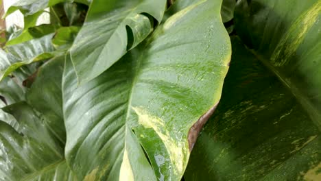 Raindrops-falling-on-tropical-plants-green-leaves-moving-because-of-wind