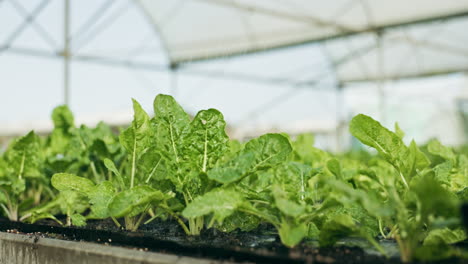 Water,-plants-and-lettuce-in-greenhouse