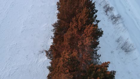 Drone-Volando-Sobre-Pinos-En-Invierno-Al-Atardecer