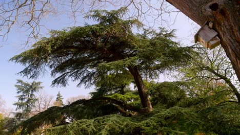 panorámica de los árboles a un refugio de pájaros