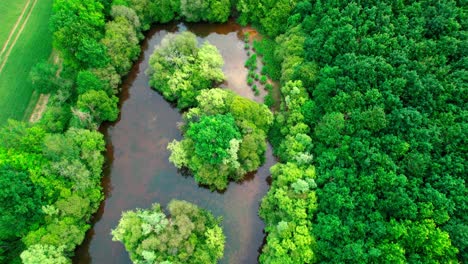 forest foliage reflectin on small pond water, aerial top down view