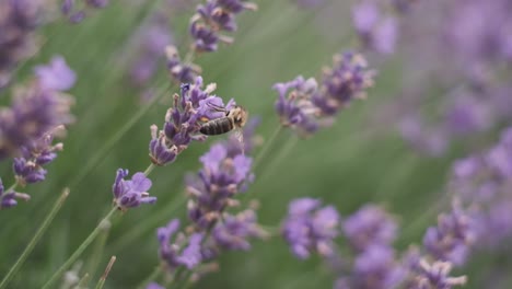 Las-Abejas-Recolectan-Néctar-En-Hermosas-Flores-De-Lavanda-En-Medio-De-Un-Hermoso-Parque-En-Italia