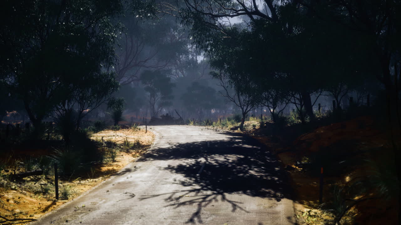 Winding road in a dense forest at dawn near a nature reserve