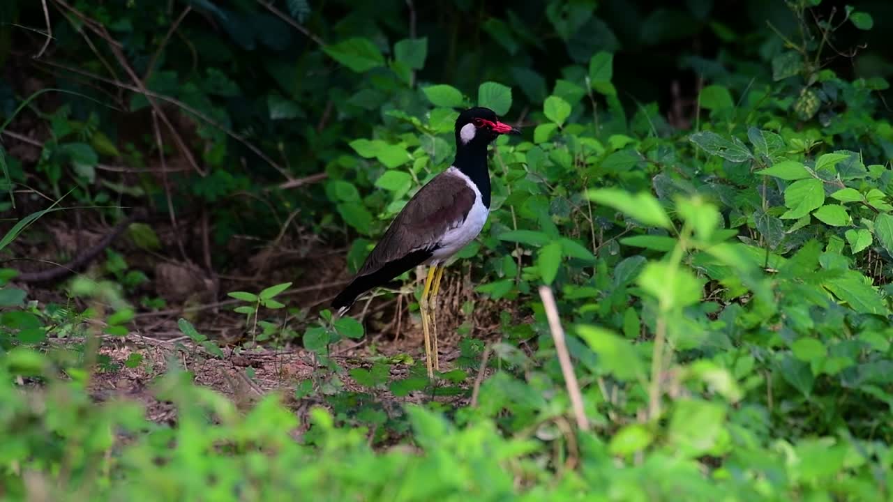 el avefría de barbas rojas es una de las aves más comunes de tailandia
