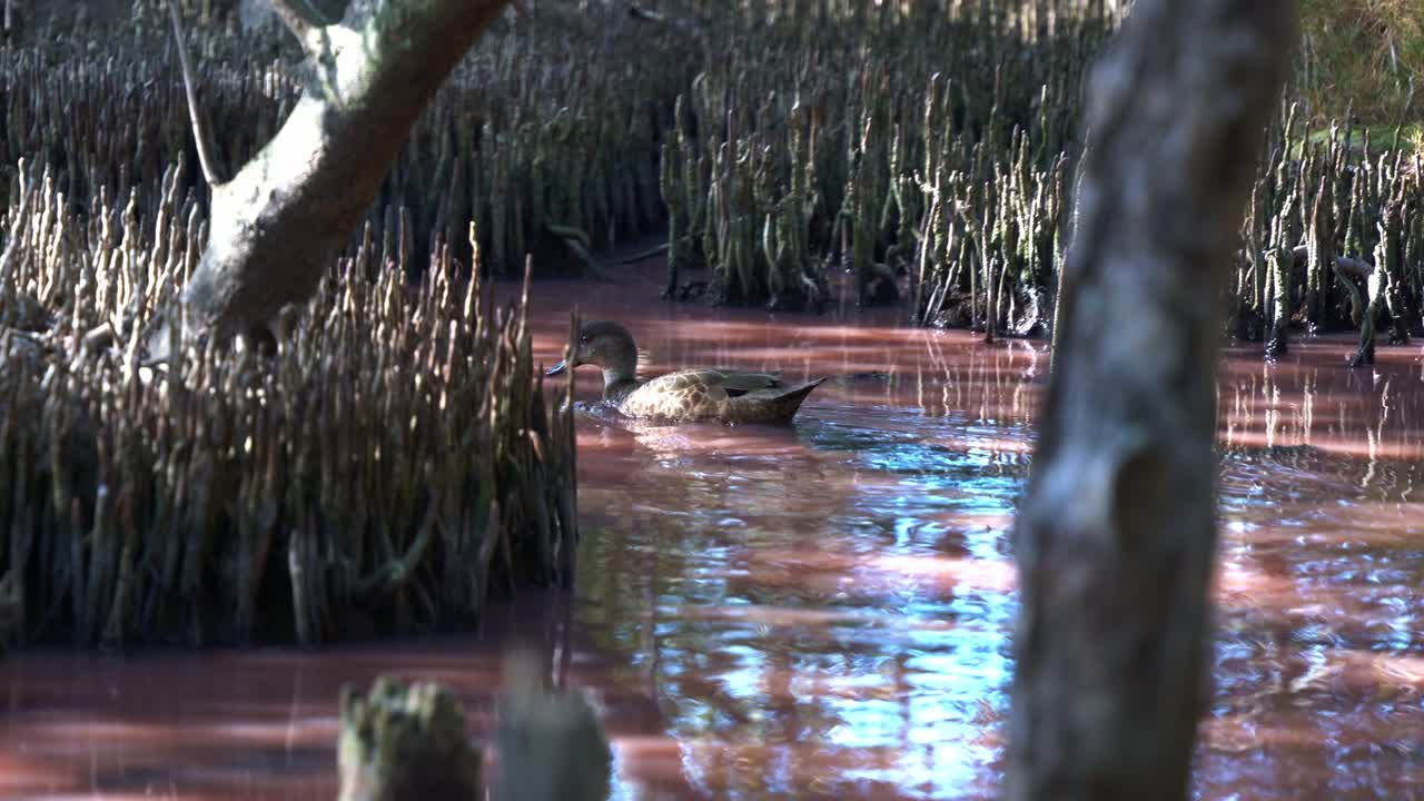 Grey teal dabbling duck swimming and paddling on the high salinity pink waterway in the mangrove wetlands, foraging for invertebrates during dry season with blue-green algae bloom