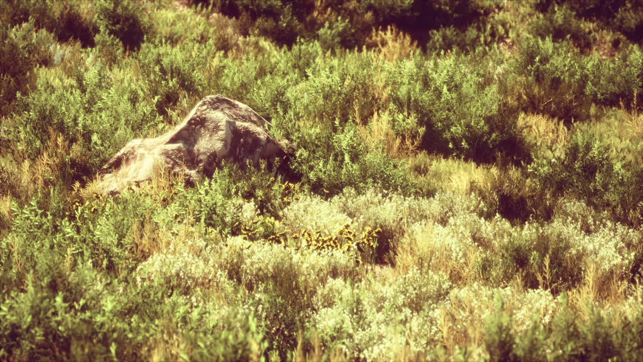 toques de hierba seca en el páramo