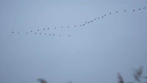 Kranichschwarm-Fliegt-In-Formation