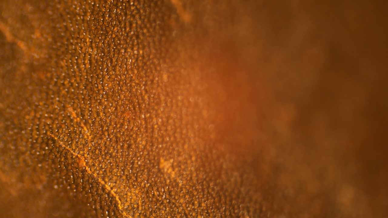 células de tomate bajo la vista del microscopio