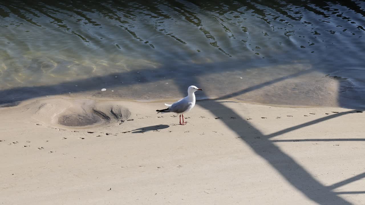 바다표범이 이 많은 해변을 따라 고 있다