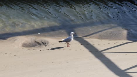 una gaviota camina a lo largo de una playa soleada