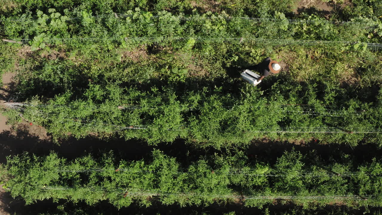 agricultor caminando a través de la plantación de plantas de tomate, toma aérea de arriba hacia abajo
