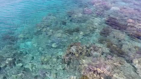 crystal clear sea water and coral reef at coast of moyo island, indonesia