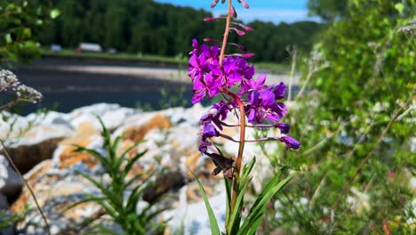 a vibrant purple flower blooming among rocks by the water, surrounded by lush greenery under a clear blue sky