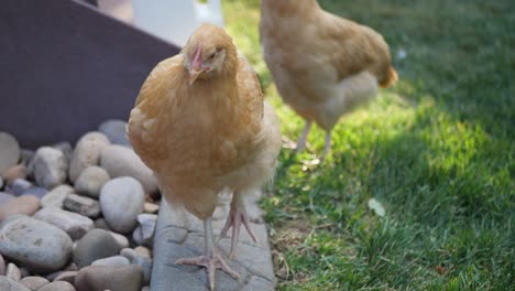 Aquí-Tenemos-Unas-Hermosas-Gallinas-Rojas-Comiendo-Y-Paseando-Por-El-Jardín-Trasero