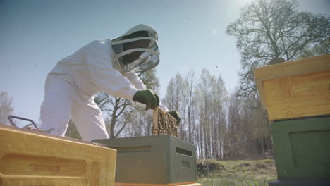 beekeeping - beekeeper removes frame for inspection, slow motion wide shot