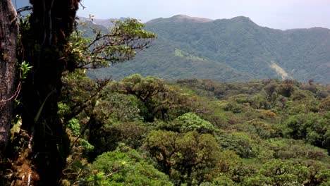 la reserva del bosque nuboso de monteverde en costa rica