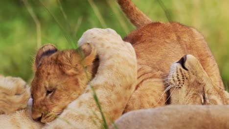 Toma-En-Cámara-Lenta-De-Un-Primer-Plano-De-5-Grandes-Cachorros-De-León-Jugando-Peleando-Siendo-Lindos-Y-Descarados,-Fauna-Africana-En-La-Reserva-Nacional-De-Maasai-Mara,-Kenia,-Jóvenes-Y-Lindos-Animales-De-Safari-Africanos-Divirtiéndose