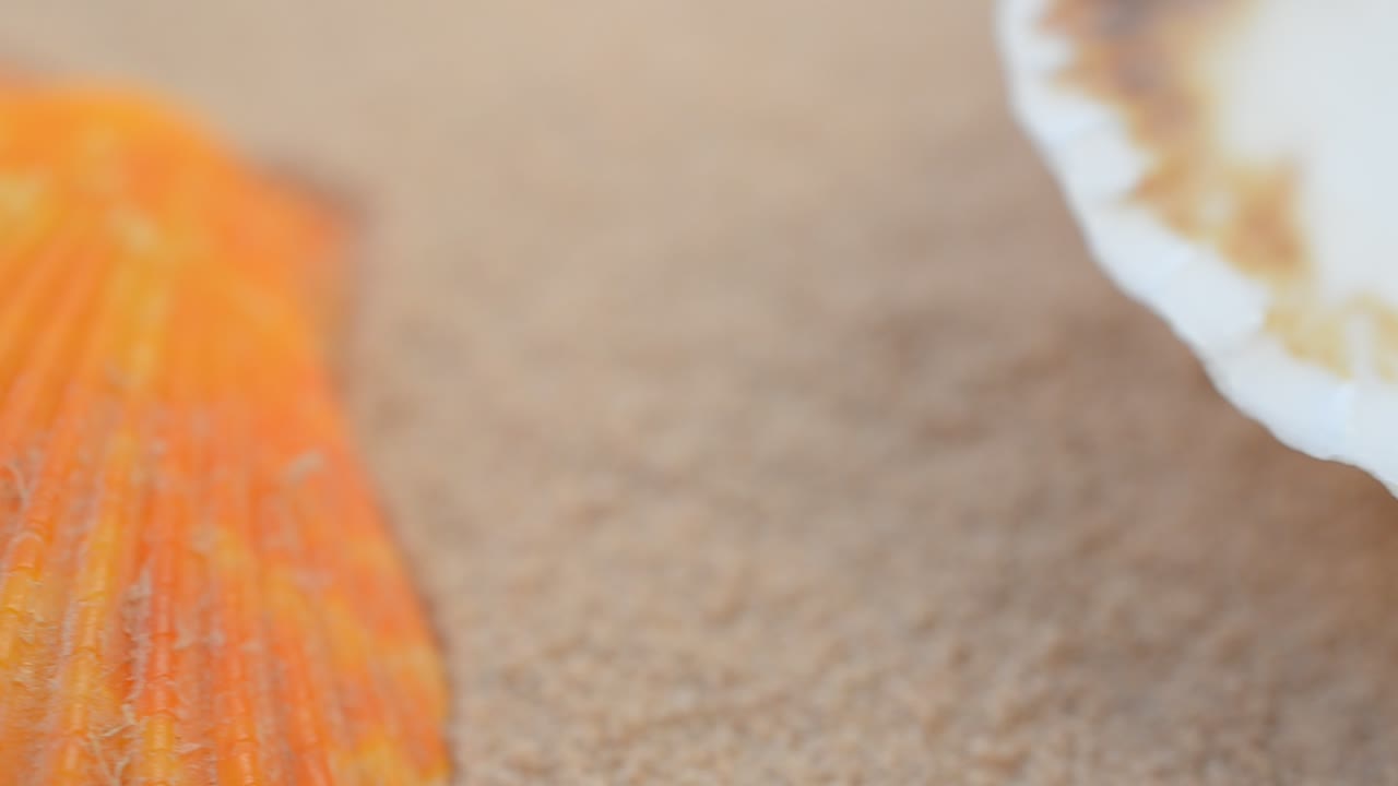Cockleshells on sand. Macro. Shooting with conducting