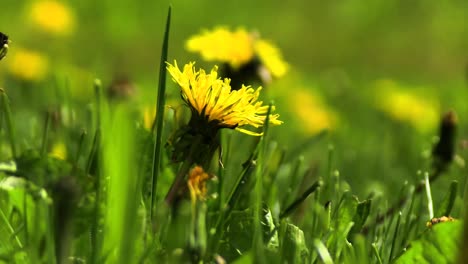 A-clip-about-a-dandelion