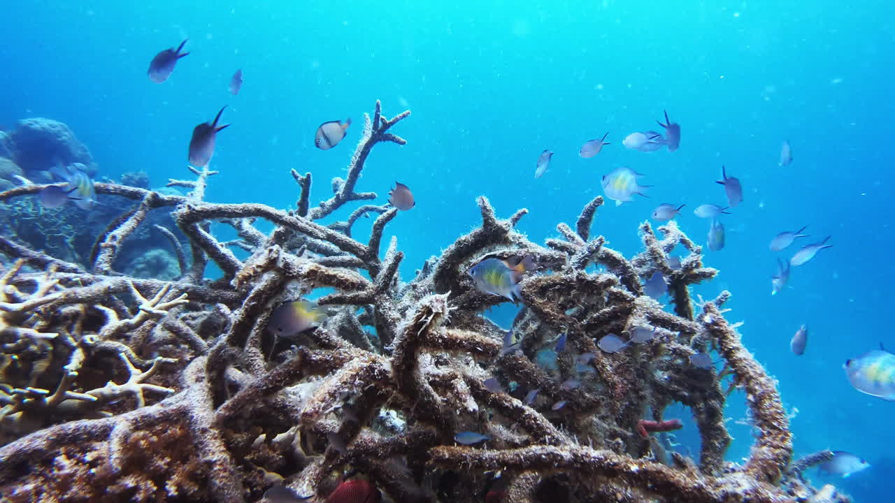 It&rsquo;s a whole different world underwater