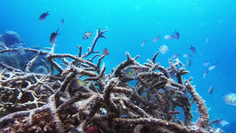 it’s a whole different world underwater